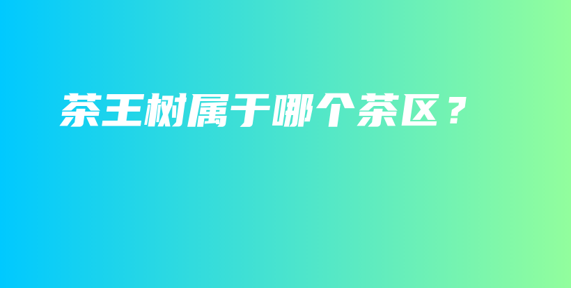 茶王树属于哪个茶区？插图