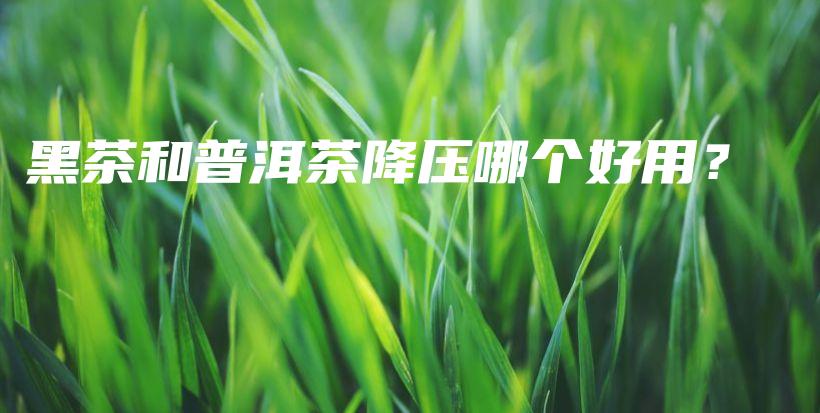 黑茶和普洱茶降压哪个好用？插图