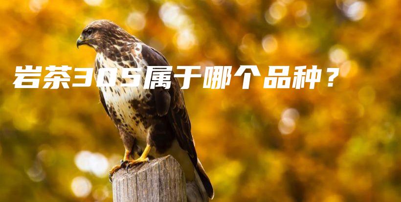 岩茶305属于哪个品种？插图