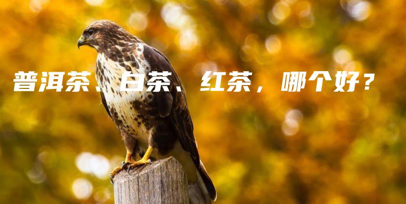 普洱茶、白茶、红茶，哪个好？插图