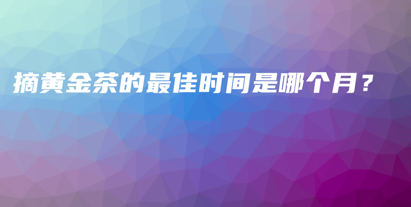 摘黄金茶的最佳时间是哪个月？插图