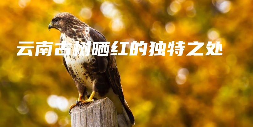 云南古树晒红的独特之处插图