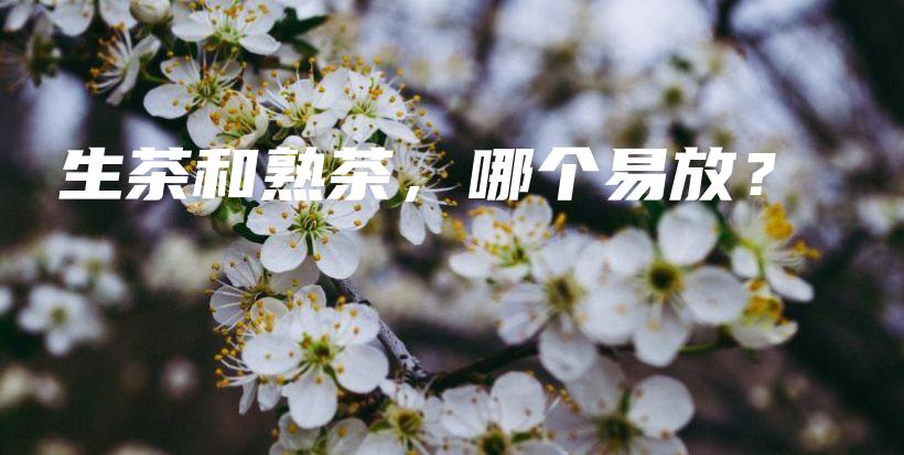 生茶和熟茶，哪个易放？插图