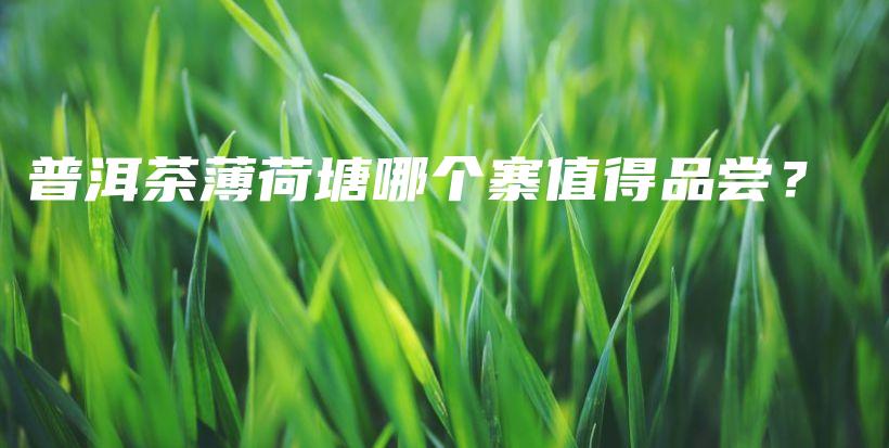 普洱茶薄荷塘哪个寨值得品尝？插图