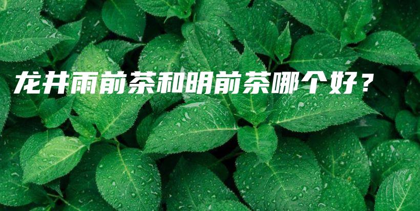 龙井雨前茶和明前茶哪个好？插图