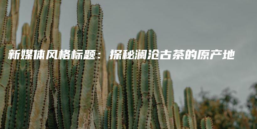 新媒体风格标题：探秘澜沧古茶的原产地插图