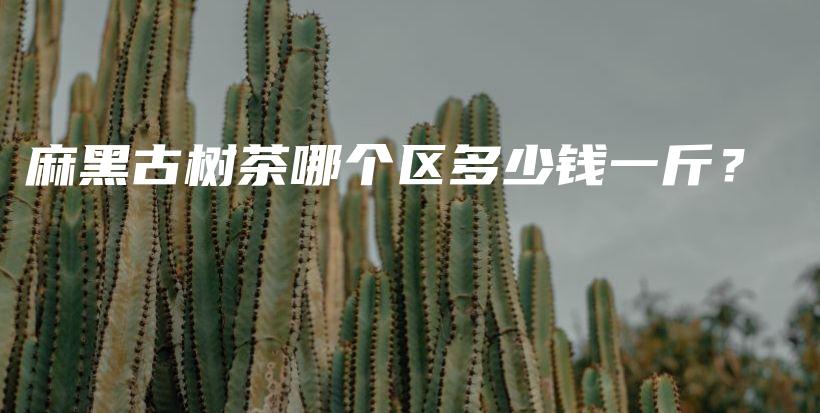 麻黑古树茶哪个区多少钱一斤？插图
