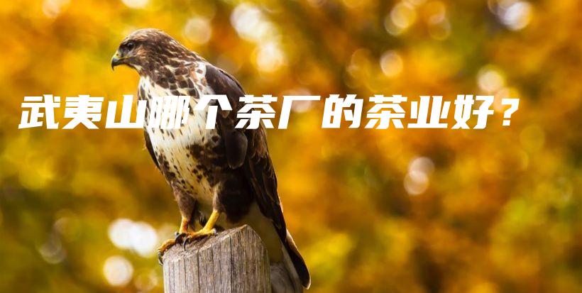 武夷山哪个茶厂的茶业好？插图