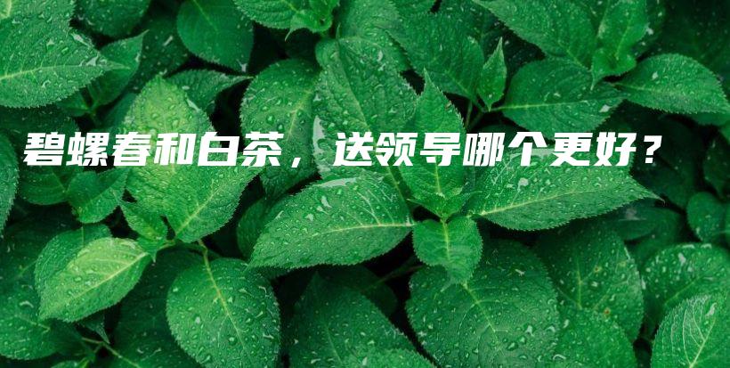 碧螺春和白茶，送领导哪个更好？插图