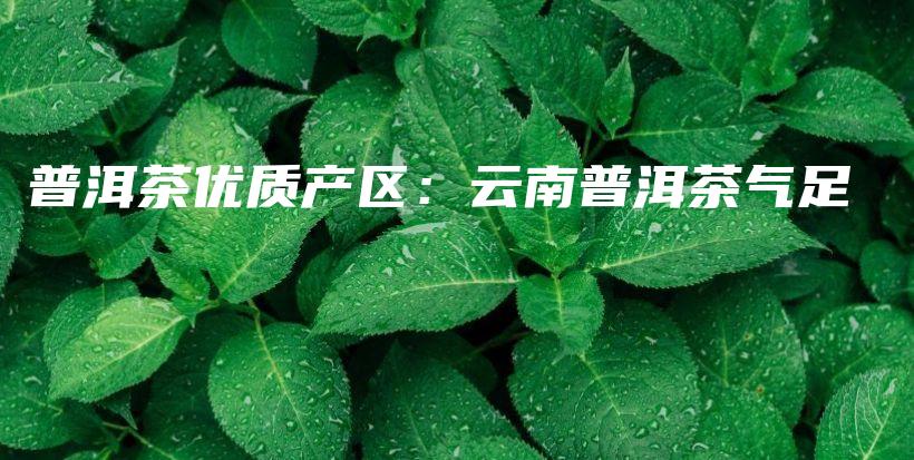 普洱茶优质产区：云南普洱茶气足插图
