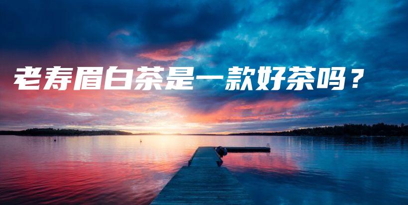 老寿眉白茶是一款好茶吗？插图
