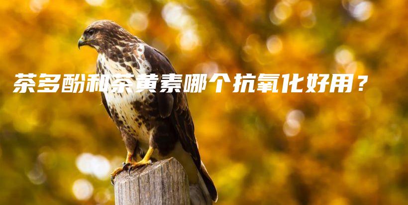 茶多酚和茶黄素哪个抗氧化好用？插图
