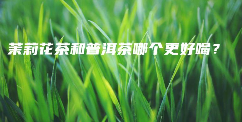 茉莉花茶和普洱茶哪个更好喝?插图 茉莉花茶和普洱茶哪个更好喝?插图