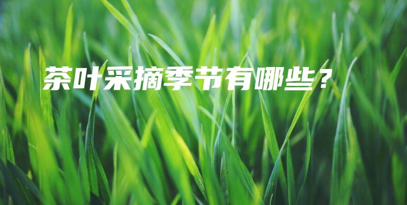 茶叶采摘季节有哪些?插图 茶叶采摘季节有哪些?插图