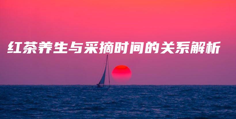 红茶养生与采摘时间的关系解析插图