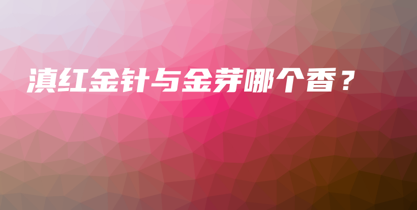 滇红金针与金芽哪个香?插图 滇红金针与金芽哪个香?插图