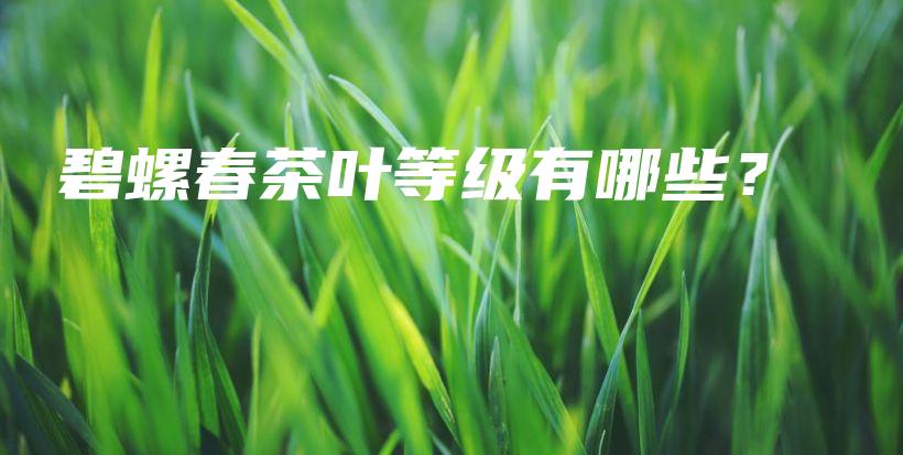 碧螺春茶叶等级有哪些？插图