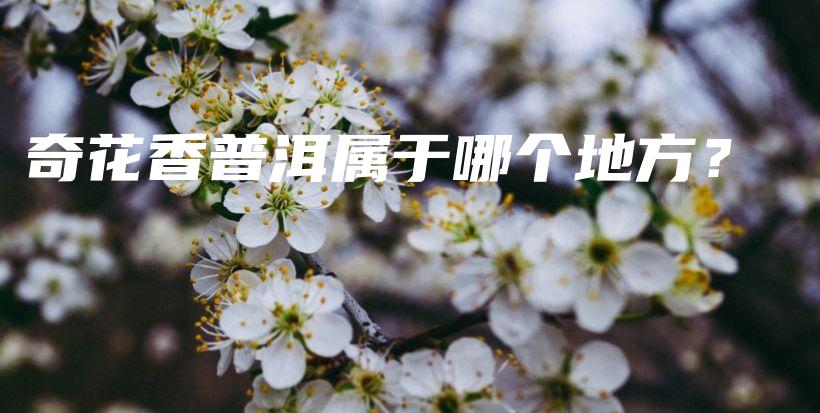 奇花香普洱属于哪个地方？插图