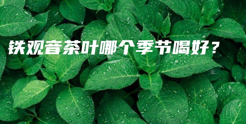 铁观音茶叶哪个季节喝好？插图