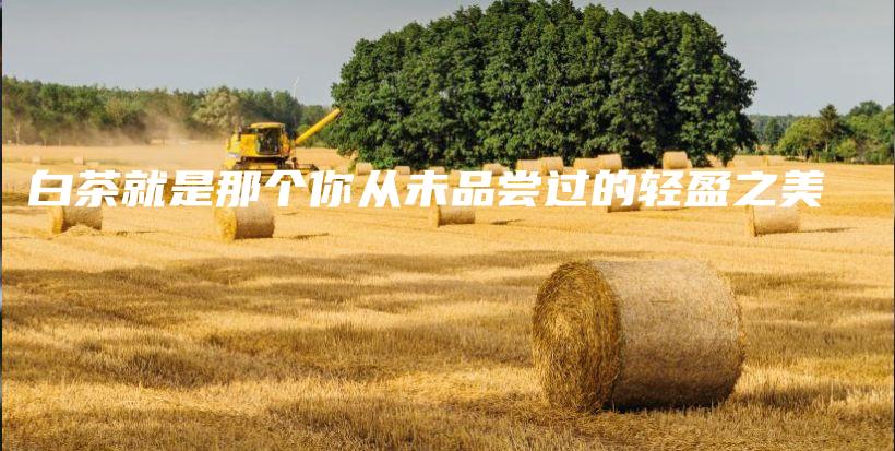 白茶就是那个你从未品尝过的轻盈之美插图