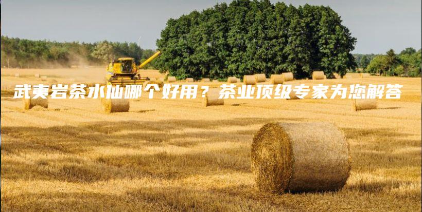 武夷岩茶水仙哪个好用？茶业顶级专家为您解答插图