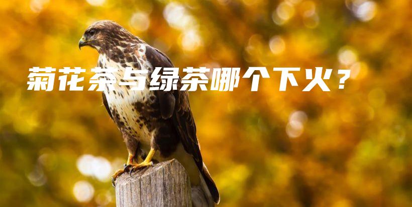 菊花茶与绿茶哪个下火？插图