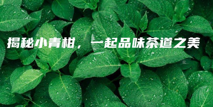 揭秘小青柑，一起品味茶道之美插图