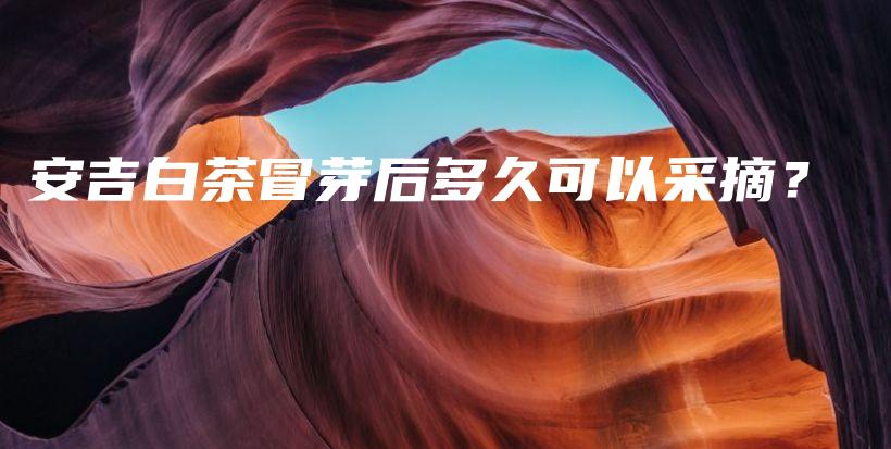 安吉白茶冒芽后多久可以采摘？插图