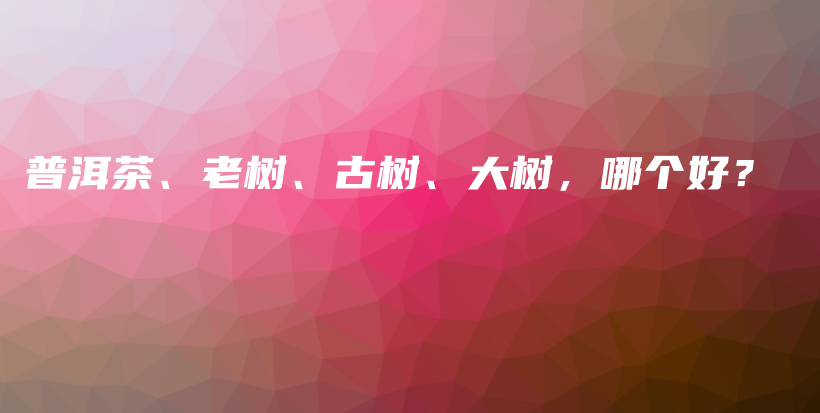 普洱茶、老树、古树、大树，哪个好？插图