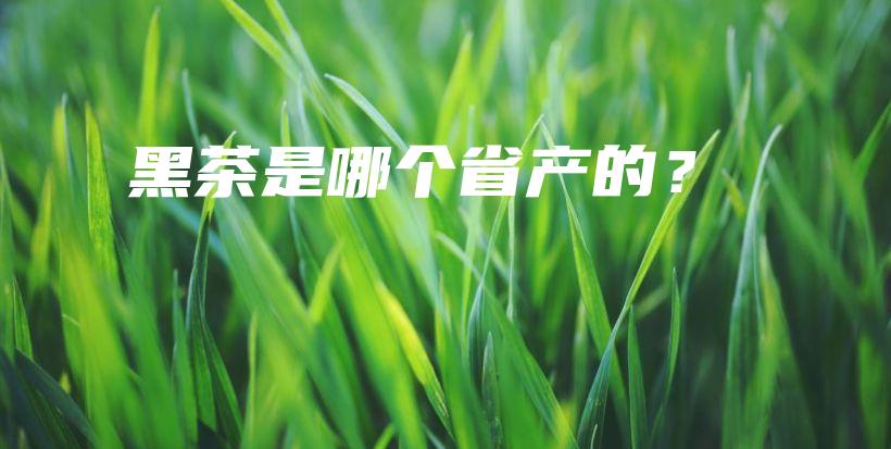 黑茶是哪个省产的？插图
