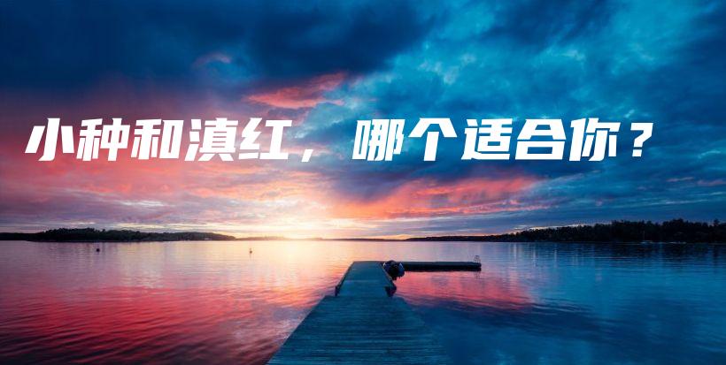 小种和滇红，哪个适合你？插图