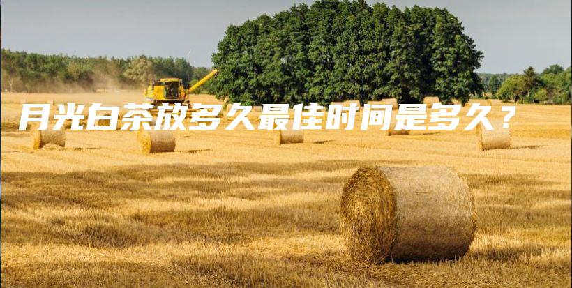 月光白茶放多久最佳时间是多久?插图 月光白茶放多久最佳时间是多久?插图