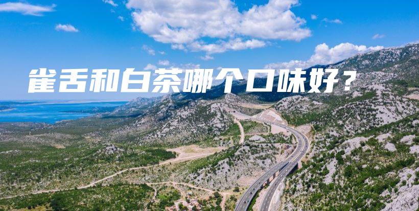雀舌和白茶哪个口味好？插图
