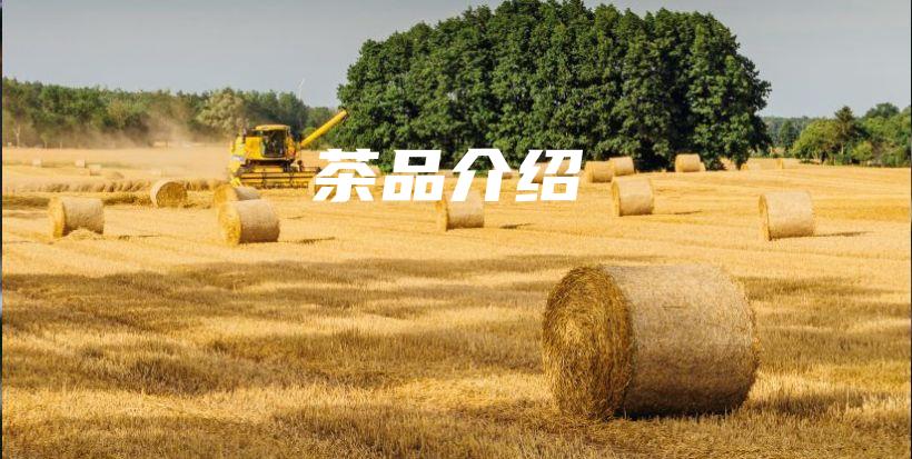 茶品介绍插图