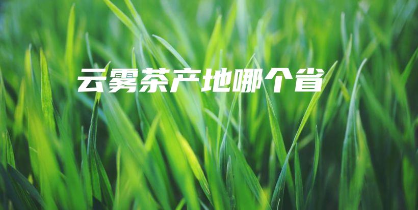 云雾茶产地哪个省插图
