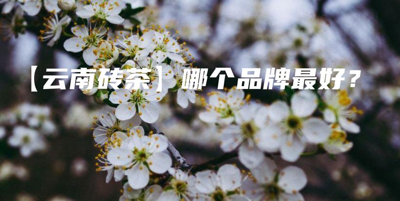 【云南砖茶】哪个品牌最好？插图
