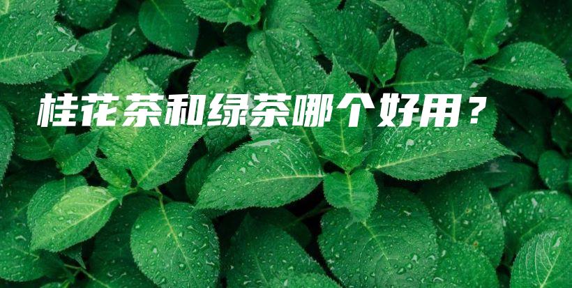 桂花茶和绿茶哪个好用？插图