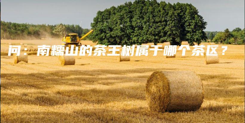 问：南糯山的茶王树属于哪个茶区？插图