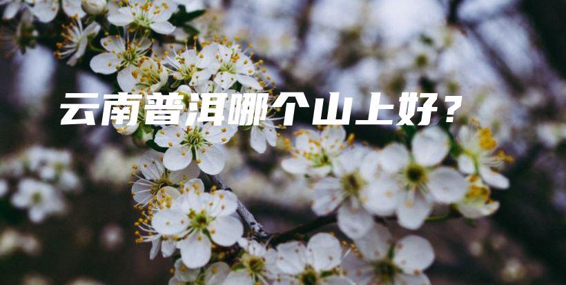 云南普洱哪个山上好？插图
