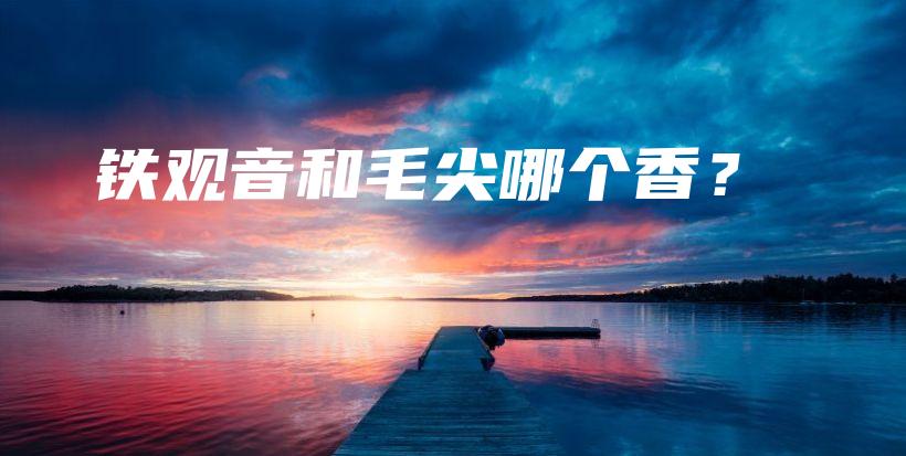 铁观音和毛尖哪个香？插图