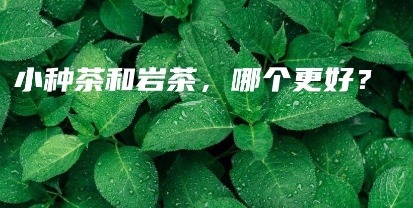 小种茶和岩茶，哪个更好？插图