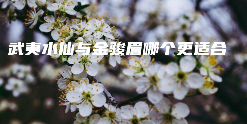 武夷水仙与金骏眉哪个更适合插图