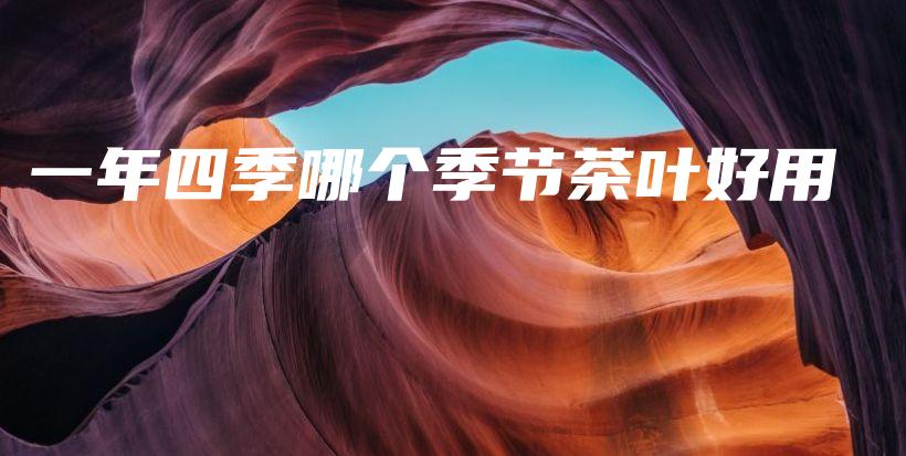 一年四季哪个季节茶叶好用插图