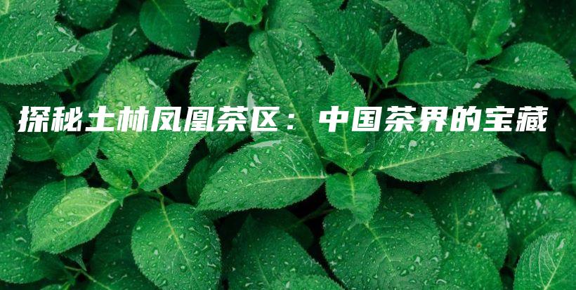 探秘土林凤凰茶区：中国茶界的宝藏插图