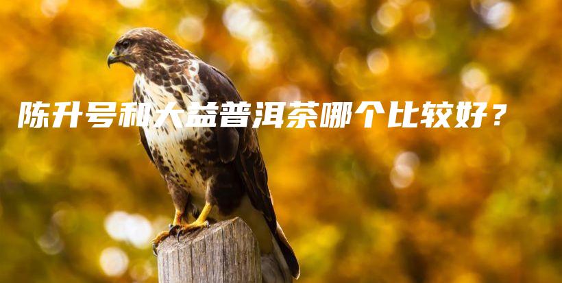 陈升号和大益普洱茶哪个比较好?插图 陈升号和大益普洱茶哪个比较好?插图