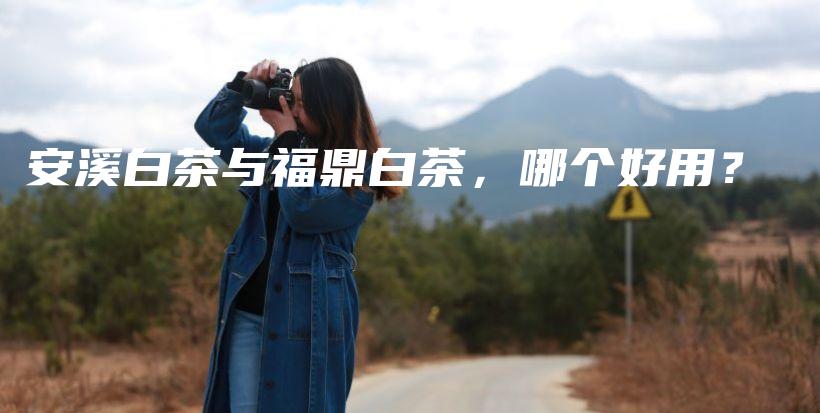 安溪白茶与福鼎白茶，哪个好用？插图