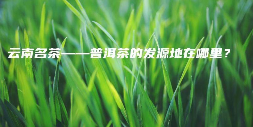 云南名茶——普洱茶的发源地在哪里？插图