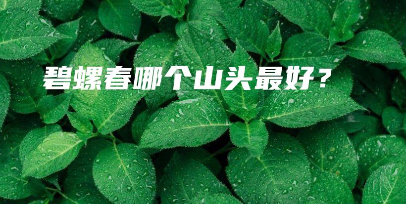 碧螺春哪个山头最好？插图