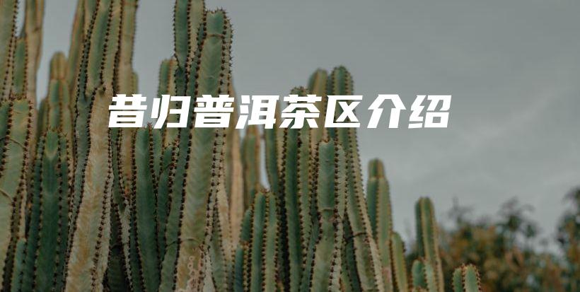 昔归普洱茶区介绍插图 昔归普洱茶区介绍插图