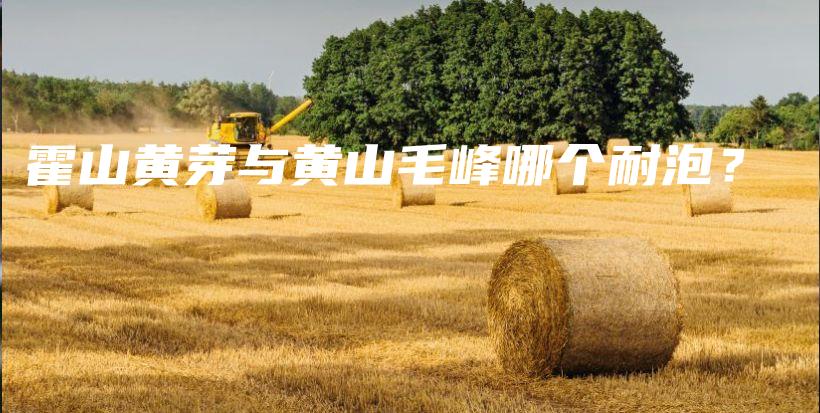 霍山黄芽与黄山毛峰哪个耐泡？插图